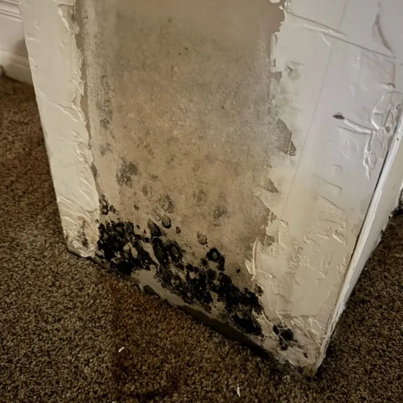 Professional Mold Removal in Wheeler County, TX